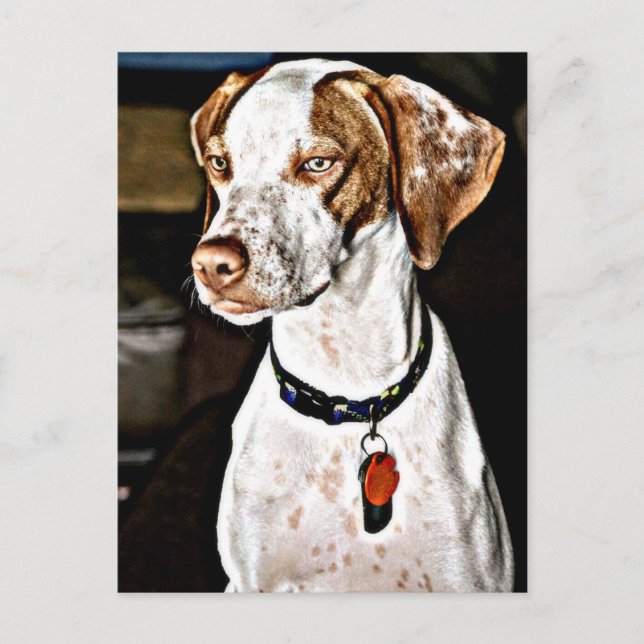 Dapper Dog Postkarte (Vorderseite)