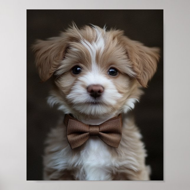 Dapper sucht Jungtier Poster (Vorne)
