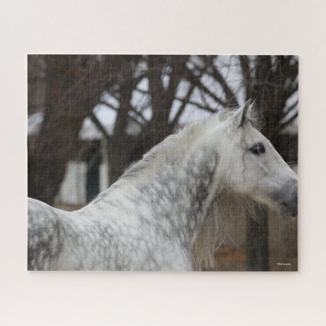 Dapple Gray Andalucian Stallion Headshot (Horizontal)