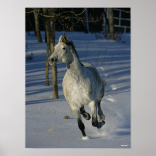 Dapple Gray Trakehner im Schnee Poster