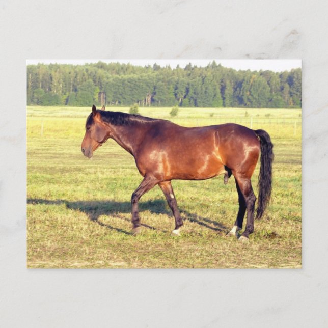 Dappled Bay Postkarte (Vorderseite)