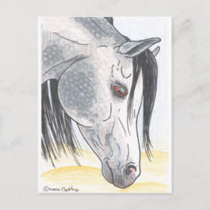 DappledAarabian Mare Postkarte