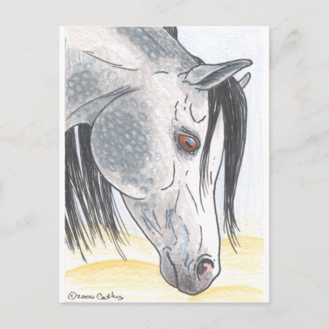 DappledAarabian Mare Postkarte (Vorderseite)