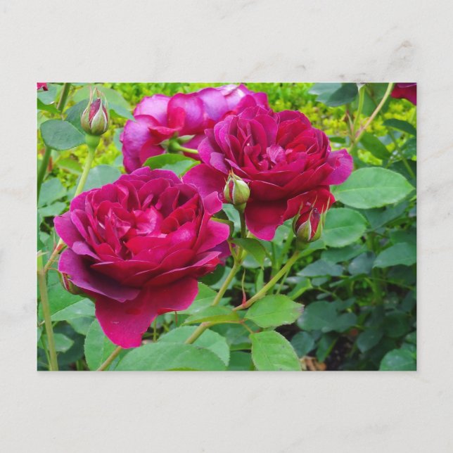 Darcey Bussell Rose #2 Carte postale (Devant)