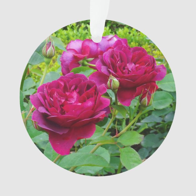 Darcey Bussell Rose #2 Ornement (devant)