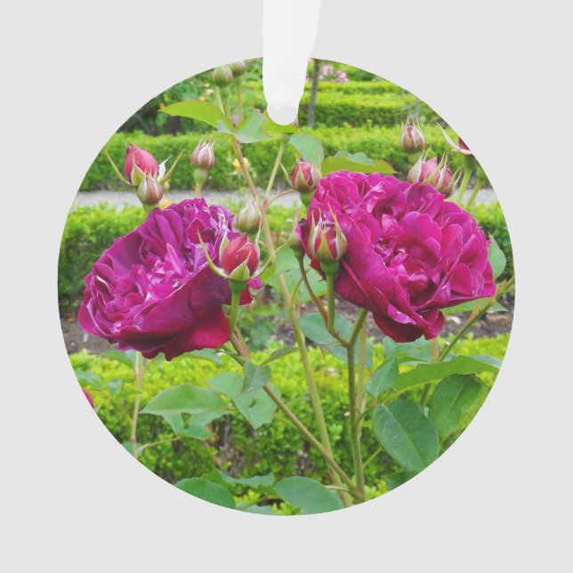 Darcey Bussell Rose #3 Ornament (Vorderseite)