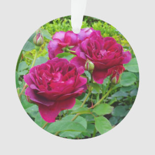 Darcey Bussell s'est levé l'ornement #2