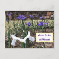 Dare to be Different Ire Postcard