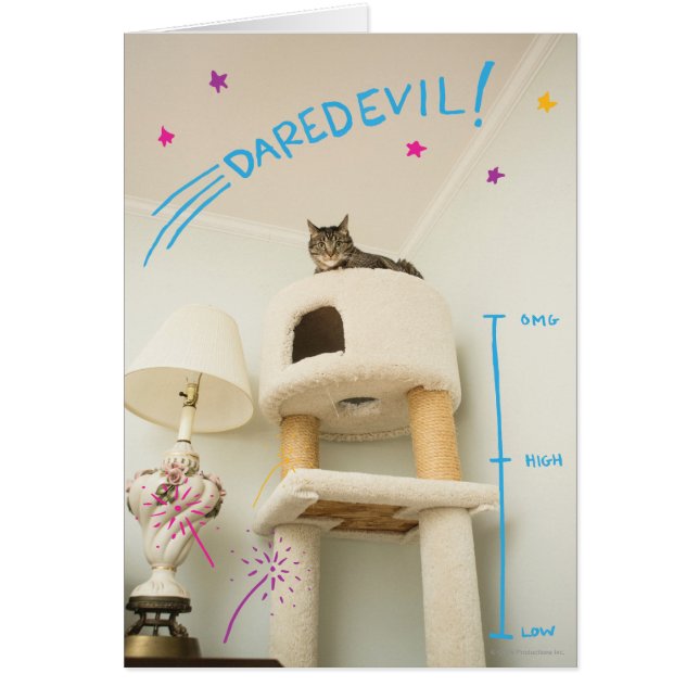 Daredevil Cat (Vorne)