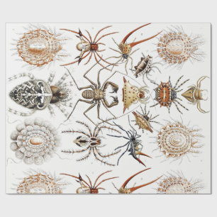 Dark Academia Haeckel Vintage Spinne Symmetrie Kun Geschenkpapier