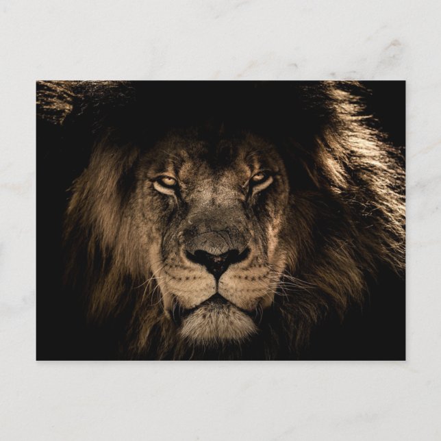 Dark African Lion Wildlife Wild Animal Postkarte (Vorderseite)