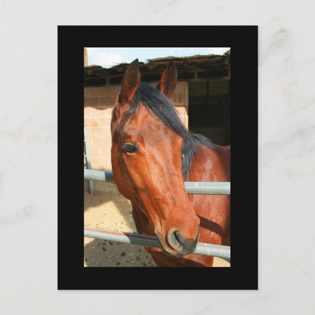 Dark Brown Horse Postcard Postkarte (Vorderseite)