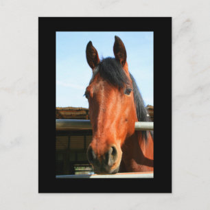 Dark Brown Horse Postcard Postkarte