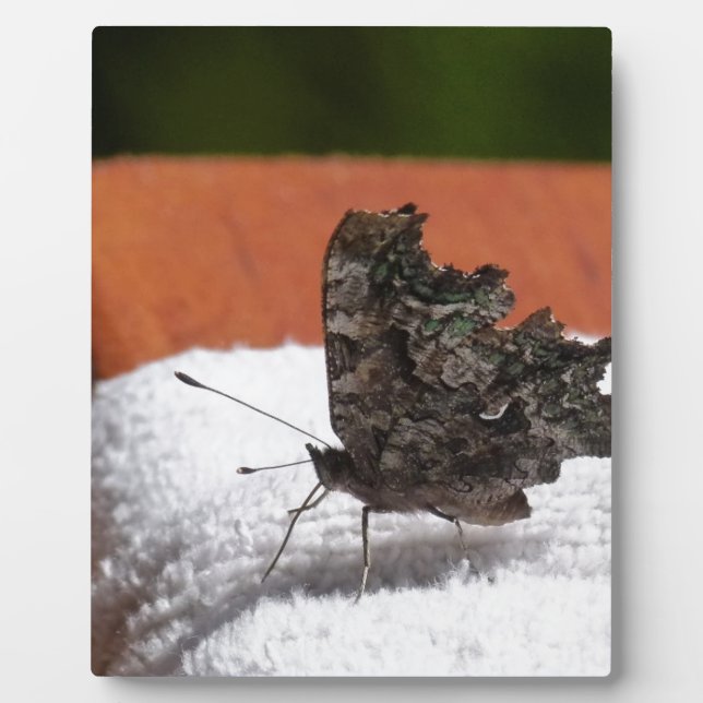 Dark Camouflage Butterfly Fotoplatte (Vorderseite)