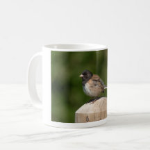 Dark-eyed Junco – Fine-Art-Vogelfotografie