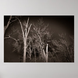 Dark Forest – Haunting Black and White Tree Art Poster