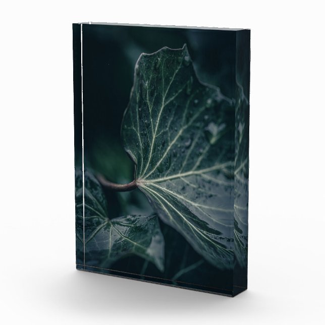 Dark Ivy Leaf Nature Foto (Rechts)