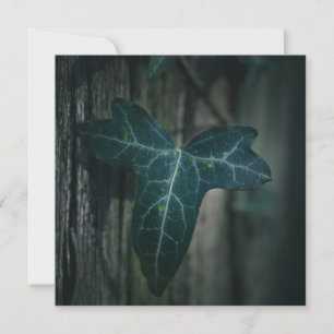 Dark Ivy Leaf Nature Foto Card
