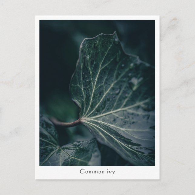 Dark Ivy Leaf Naturfotografie Postkarte (Vorderseite)