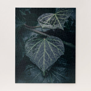 Dark Ivy Nature Foto