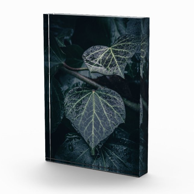 Dark Ivy Nature Foto (Rechts)