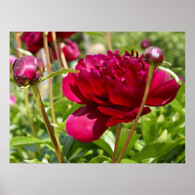 Dark Maroon velvet peonies Poster (Vorne)