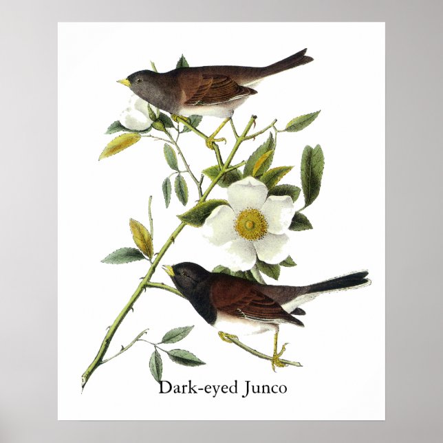 Dark-mit Augen Junco - John James Audubon Poster (Vorne)