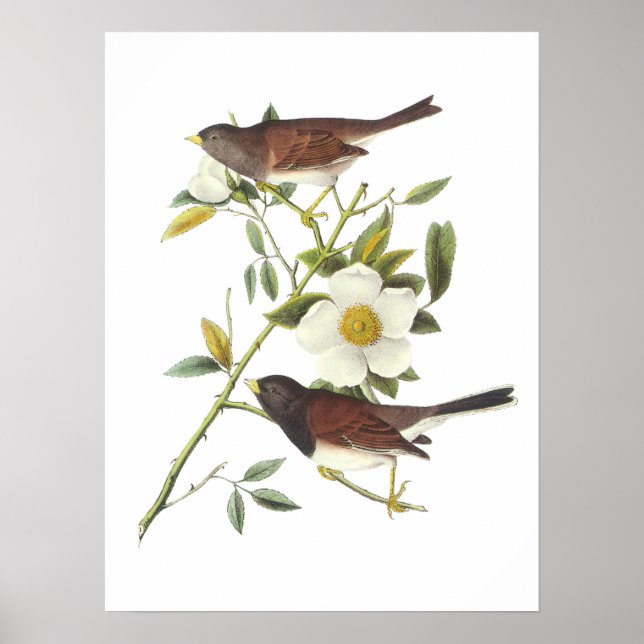 Dark-mit Augen Junco von Audubon Poster (Vorne)