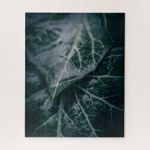 Dark Moody Ivy Verlasse Nature Foto