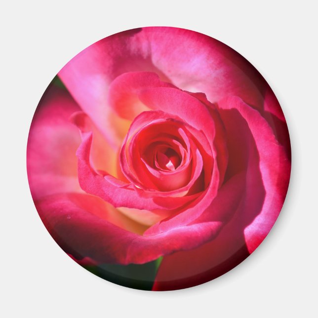Dark Pink Rose Magnet (Vorne)