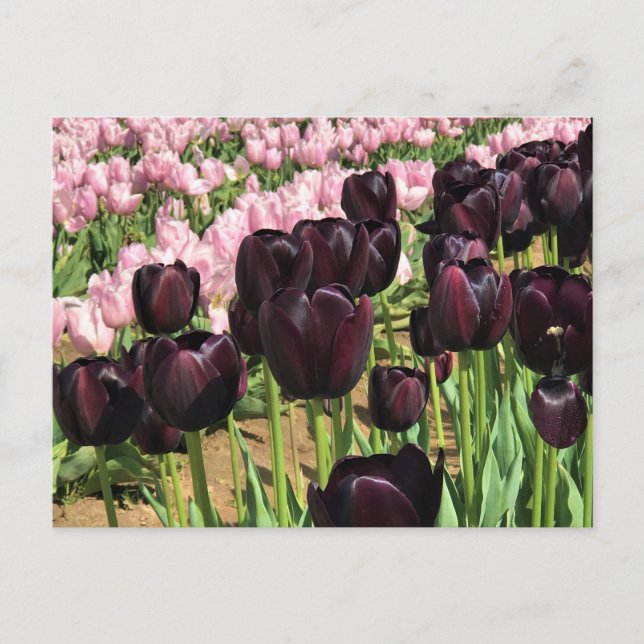 Dark Purple & Pink Tulips Postkarte (Vorderseite)