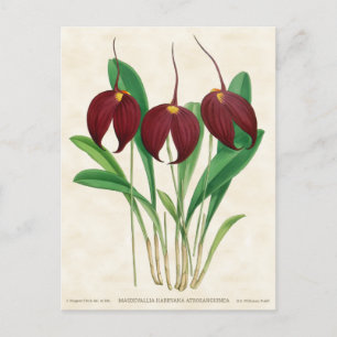 Dark Red Masdevallia Orchid Vintag Botanisch Postkarte