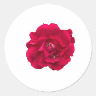 Dark Red Rose Runder Aufkleber