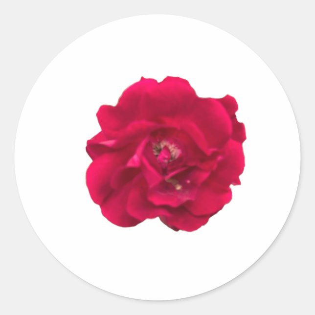 Dark Red Rose Runder Aufkleber (Vorderseite)