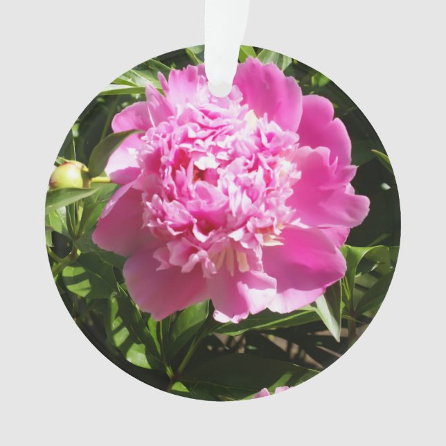 Dark rose peonies (devant)