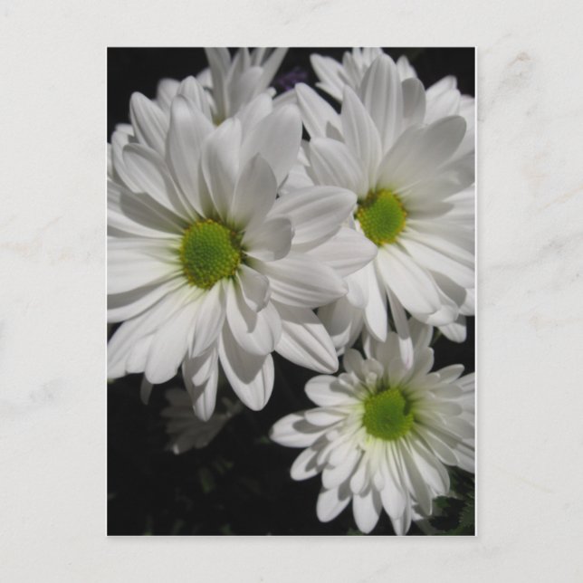 Darlin' Daisies Postkarte (Vorderseite)