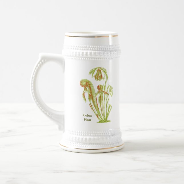 Darlingtonia californica, Fleisch fressende Bierglas (Links)