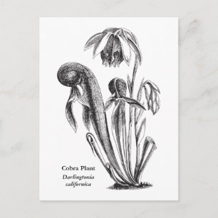 Darlingtonia californica, karnivorische Pflanze Postkarte