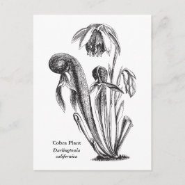 Darlingtonia californica, karnivorische Pflanze Postkarte