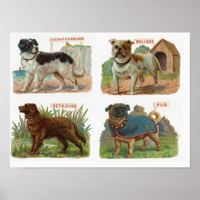 Darstellung der Vintagen Hunde Poster (Vorne)