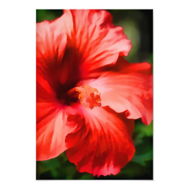 Darstellung des lebendigen roten Hibiskus Fotodruck (Vorne)