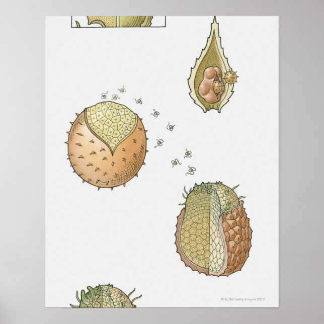 Darstellung des Lebenszyklus einer Selaginella Poster (Vorne)