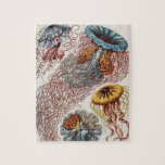 Darstellung des Meereslebens - Ernst Haeckel<br><div class="desc">Discomedusae-Scheibenquallen von Kunstformen der Natur (1904) von Ernst Haeckel (1843-1919),  Naturforscher,  Professor und Meeresbiologe. Original aus der Kongressbibliothek. Die geometrischen Formen und die natürlichen Formen,  mit außergewöhnlicher Präzision erfasst.</div>