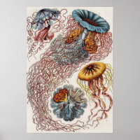 Darstellung des Meereslebens - Ernst Haeckel Poste