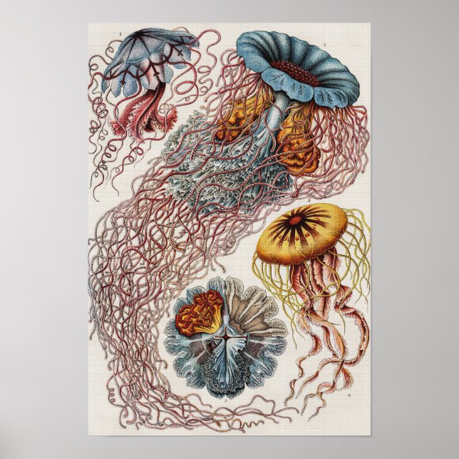Darstellung des Meereslebens - Ernst Haeckel Poste Poster (Vorne)