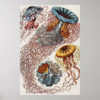 Darstellung des Meereslebens - Ernst Haeckel Poste