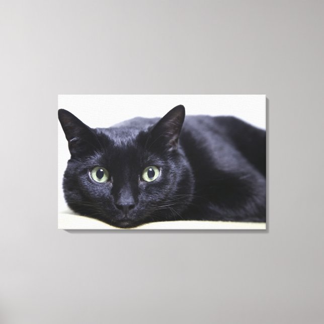 Darstellung einer Katze Leinwanddruck (Vorderseite)
