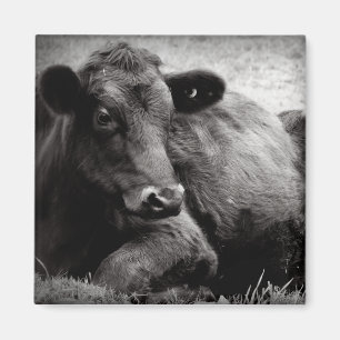 Darstellung eines Angus Magnet