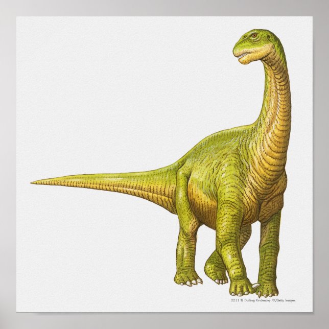 Darstellung eines Camarasaurus Poster (Vorne)