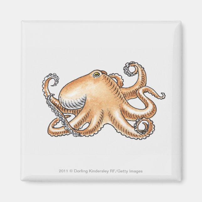 Darstellung eines Oktopus Magnet (Vorne)